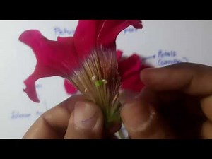 Live dissection of flower for showing flower parts #biology #science
