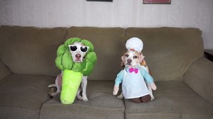 A Dog’s Guide to Cooking: Hilarious and Unexpected