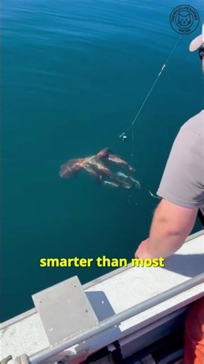 The Pacific’s Smartest Animal Isn’t Who You Think 🐙