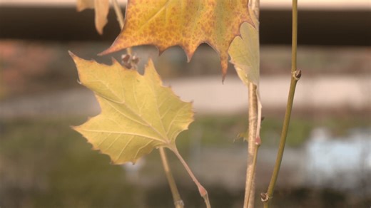 Protecting the Great Lakes one tree at a time