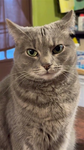 Funny, Adorable & Heartwarming Cat Clips = Super Cute Cat Antics Compilation 😺 #catsofyoutube #cats