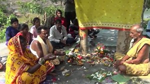 Marriage of two trees by tribals in this Odisha village symbolises harmony with nature