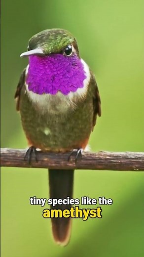 How Fast Do Hummingbirds Flap Their Wings? 🤯