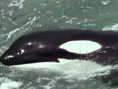 Marine Biology Research - Original Shamu and Kilroy
