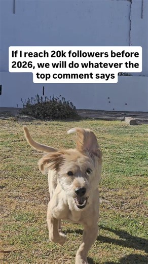 Bingo the doggy 🐾 on Instagram: "Make us do something crazy! 👀👀👀 #fyp #dogsofinstagram #dogparks #profiles #petinfluencer #influencer"