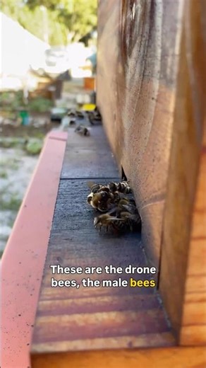 Male Eviction 🐝 #buzzandbloom #beekeepingsa #beekeepinglife