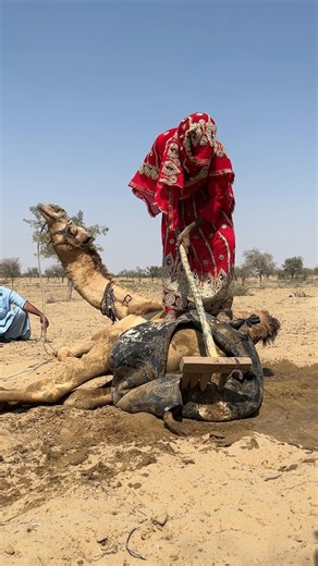 الجمل يقول: "دلّعوني أكثر!"
