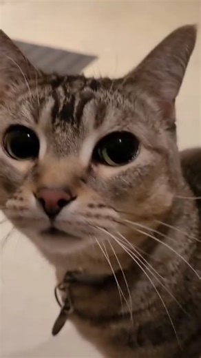 Jester on Instagram: "It's Christmas and I'm sick 🎄🤧🤙 We got a really cool gift for Jester, which I'll show you tomorrow because I'm too sick and tired to set it up now But it's a game changer"