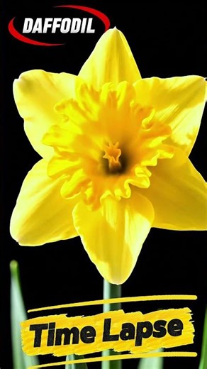 Daffodil Flower Bloom Time-Lapse — Ultra Realistic Macro Nature Video #timelapse