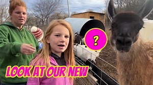 We Got Some New Animals From Arms Family Homestead!! We picked up six new animals from Daniel and DJ at Arms Family Homestead. Hello my name is Stephanie. My husband and I just recently purchased 17 1/2 acres and started our own farm. #farm #animal #family If you do not know us we have a family Youtube Channel. Eddy Family Farm https://www.youtube.com/channel/UCerKWQRtM0bkvCvxTsovYjw Most everybody probably knows us from our family channel Eddy family farm. PayPal Eddy Family Farm https://www.pa