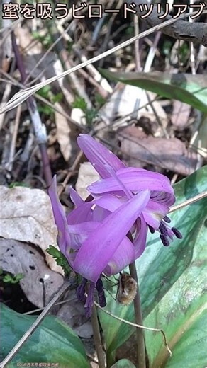 カタクリの花の蜜を吸うビロードツリアブ！、【ある風景】 #そこにある自然 #ダボさんtv #昆虫 #観察 #自然 #未来遺産 #日記 #ショート #植物 #山野草 #草花 #ビロードツリアブ#片栗の花
