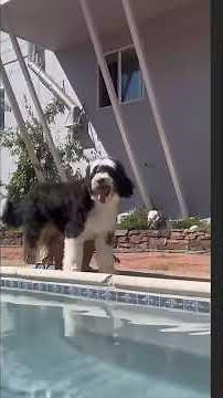 Dog's Unconditional Love for Baby: Heartwarming Moments! #shorts