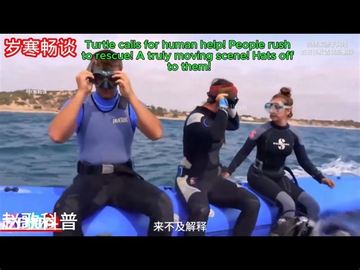 11 reactions | Turtle calls for human help! People rush to rescue # Saving Turtles # Animal Rescue # All Things Considered #TurtleRescue #MarineLife #Oceans #NatureLovers #america #australia #turtlerescue #saveturtles #saveanimals #usa #turtle | Brilliant | Facebook