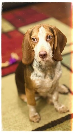 Just Two Happy Beagles Living Their Best Life 🐶💛