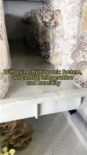 Lyine Hydroponic System: Revolutionizing Mushroom Farming with Soil-Free Growth!#mushroom #lyine