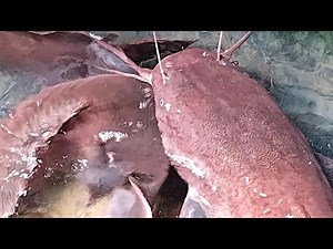How to Hatch Catfish Eggs Successfully In 24 Hours
