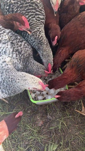DIY Frozen Flock Treat