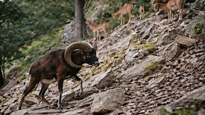 Une caméra discrète révèle la vie secrète de la forêt