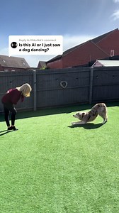 Replying to @Ghkuhkk Lots of “AI” comments so I thought I’d just make a video leaving in my verbal cues and his reward 🙂 💜 #bridgerton #dancingdog #bordercollie #dogdance #fyp