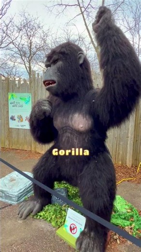 Meet the Mighty Gorilla Zoo Animals for Kids!