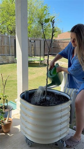 repotting my celeste fig🌳 #springdiaries #garden #homegarden #fruittree #gardeningtips #gardening
