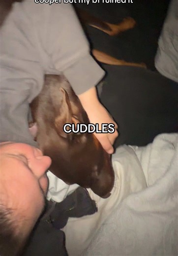 his giggles like he’s so pleased with himself 🙄😂 #morningcuddles #dobermanpinscher