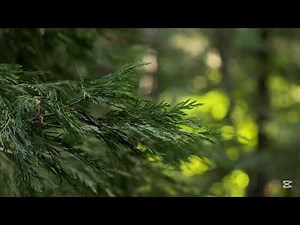 Whispering Pines – 1 Hour of Forest Wind & Tree Rustling