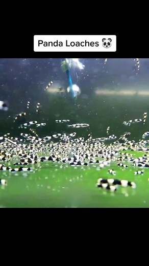 Young Panda 🐼 Loaches - Yaoshania pachychilus #oliverknott #aquarium #aquariumhobby #aquariumdesign #aquariumfish #aquariumlife #aquariumplants #freshwateraquarium #plantedaquarium #natureaquarium #plantedtank #aquariumdesign #aquascapes #freshwatertank #fishtank #fishtanks #love #instagood #viralvideos #viralpost #art #cute #nature #followme #lifestyle #life #reelsinstagram #new #youtubeislife #subscriber #youtubeguru #youtubecontent #newvideo #subscribers #youtubevideo #youtub #youtuber #yout
