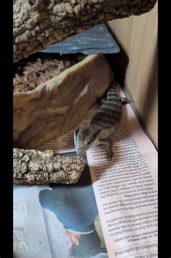 “What People THINK vs Reality of Owning a Reptile” #riverviewreptiles #reptile #reptiles #pet #vivarium