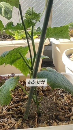 5/19【キュウリ】手入れ この6つの手入れをすれば メインの茎が早く長く伸びて収穫が早くなります