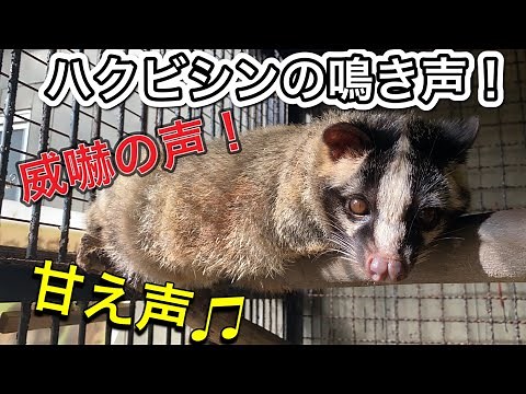 ハクビシン・ハクちゃんの鳴き声♫ What does a palm civet say?
