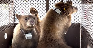 Notorious former Lake Tahoe bear Hank the Tank's cubs released into wild after rehab