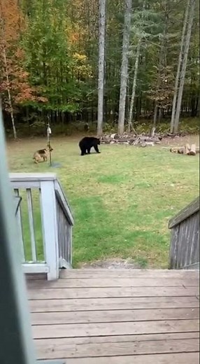 Dog vs. Bear 🐻 🐕 fighting #shorts #dogvsbear #viralvideo