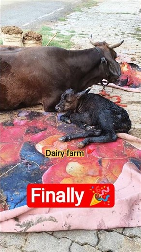day 364 starting a dairy farm #trending #minivlog #dairy #youtubeshorts #storts #vlog #cow #cowlover