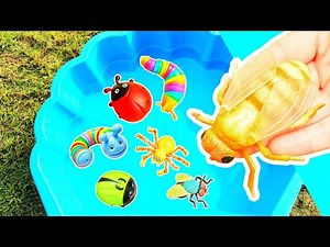 Learn Bug Insect Names for Babies Toddlers Preschoolers Kids: Caterpillar Fly Ladybug Slug