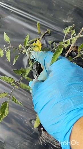 コメリに売ってるミニトマト苗一押しシュガープラムは甘い品種を植え付け一本釣り吊り下げ栽培 #家庭菜園 #farming #現代農業 #garden #gardening #庭作業