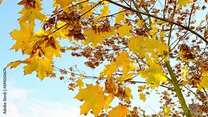 autumn natural background, yellow maple trees with branches, golden leaves fall from the trees, gray sky brings sadness, the concept of the change of season, in nature, weather