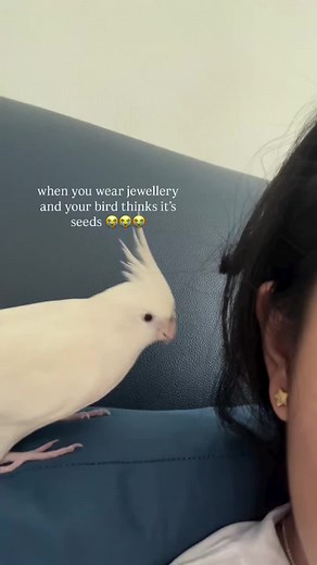 Funny Bird Moments Compilation