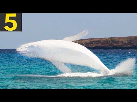 TOP 5 RARE ALBINO ANIMALS