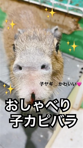 子ヤギ観察を誘ってくる子カピバラ❤アニタッチパーク#shorts #capybara #shortvideo