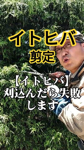 刈込まないで！【イトヒバの剪定】