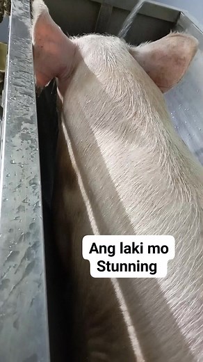 Start work 💪 butchers life | Diaz Philip