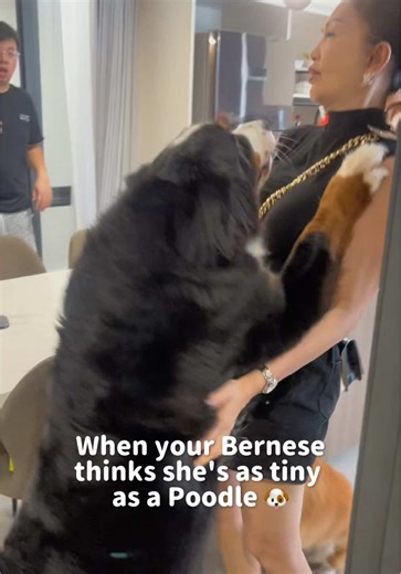 Dalmi the Tiny Dog: A Poodle-Inspired Journey