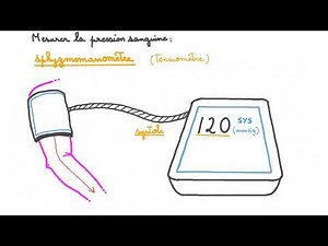 Rythme Cardiaque : Systole, Diastole et Mesure de la Pression Artérielle