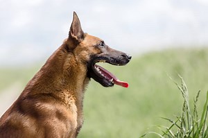 Belgų aviganis Malinua (Belgian Shepherd, Malinois)