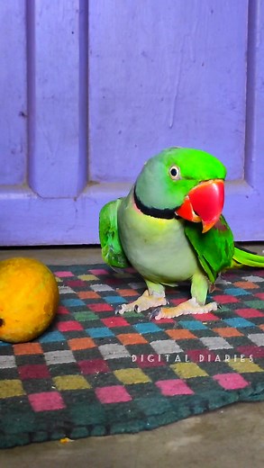 Mummy talking parrot 🦜🦜 #shorts #fbshorts #talkingparrot #birds #viralreels #facebookreels #reelsviral #indianbirds #birdslovers #reelsvideo #parrottraining #fbreels #birdsounds #reels digital diaries | digital diaries