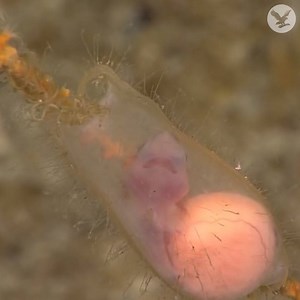 426K views · 3.6K reactions | Scientists make a rare discovery, a shark egg with a baby shark still inside | The Independent | Facebook