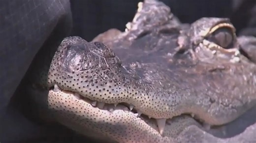 ‘Lucky’: Elderly woman attacked by alligator while walking her dog