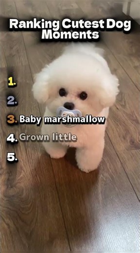 Ranking of CUTEST Dogs #pets #cutedog