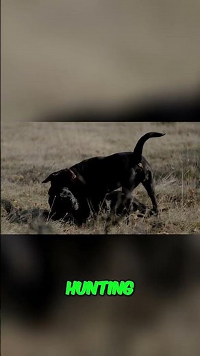 Ultimate Guide: How to Protect Your Livestock from Coyotes with a Cane Corso